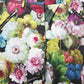 Dolce & Gabbana Multicolor Floral High Waist Wide Leg Pants